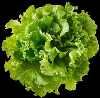 Lettuce